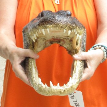 17 inch long Alligator Head for sale  - $115