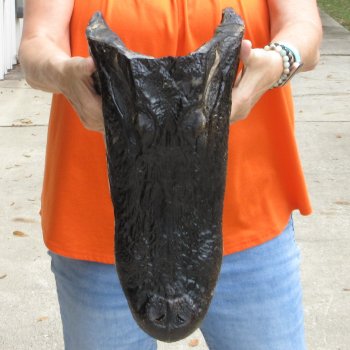 17 inch long Alligator Head for sale  - $115