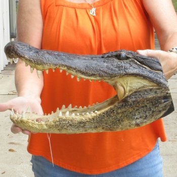 17 inch long Alligator Head for sale  - $115