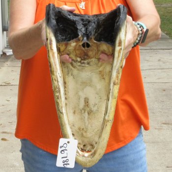 17 inch long Alligator Head for sale  - $115