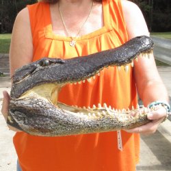 17 inch long Alligator Head for sale  - $115