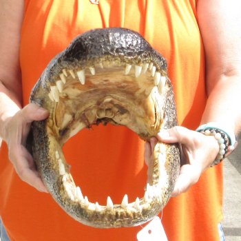 17 inch long Alligator Head for sale  - $115