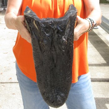 17 inch long Alligator Head for sale  - $115