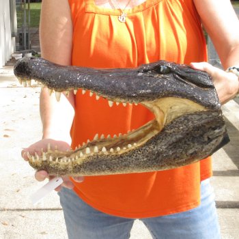 17 inch long Alligator Head for sale  - $115