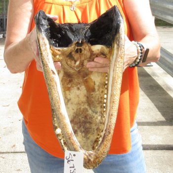 17 inch long Alligator Head for sale  - $115