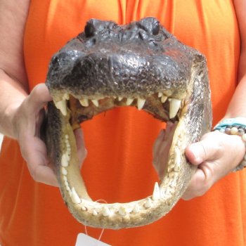 15 inch long Alligator Head for sale  - $65