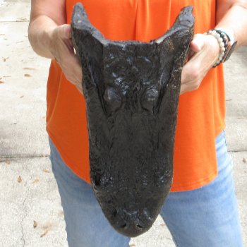 15 inch long Alligator Head for sale  - $65