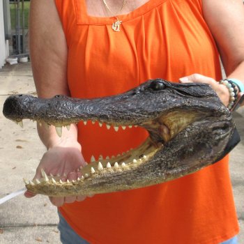 15 inch long Alligator Head for sale  - $65