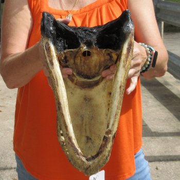 15 inch long Alligator Head for sale  - $65