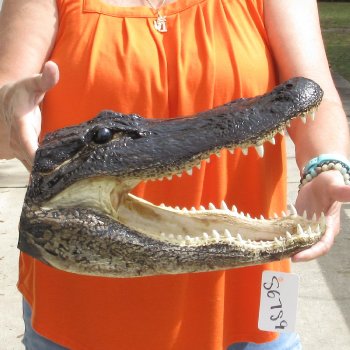 15 inch long Alligator Head for sale  - $65