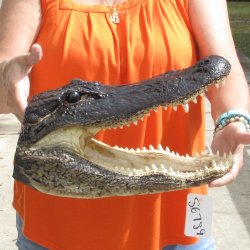 15 inch long Alligator Head for sale  - $65