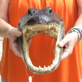 15 inch long Alligator Head for sale  - $65