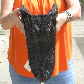 15 inch long Alligator Head for sale  - $65
