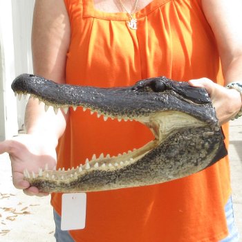 15 inch long Alligator Head for sale  - $65