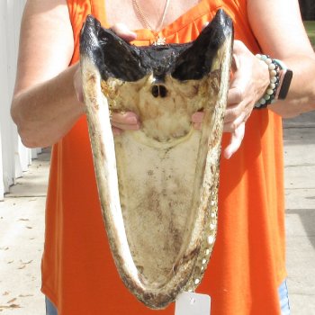 15 inch long Alligator Head for sale  - $65
