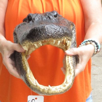 17 inch long Alligator Head for sale  - $115