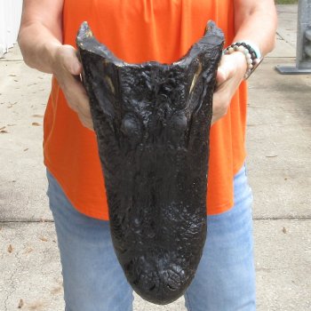 17 inch long Alligator Head for sale  - $115