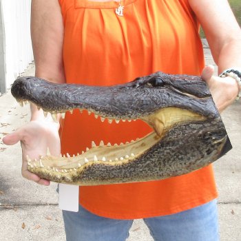 17 inch long Alligator Head for sale  - $115