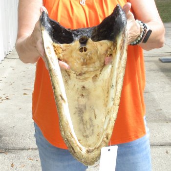 17 inch long Alligator Head for sale  - $115
