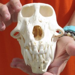 8-1/4" Male Baboon Skull - $275 (CITES P-000028466)