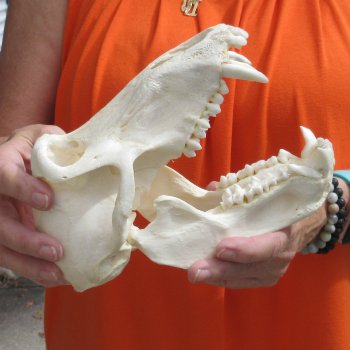 8-1/4" Male Baboon Skull - $275 (CITES P-000028466)