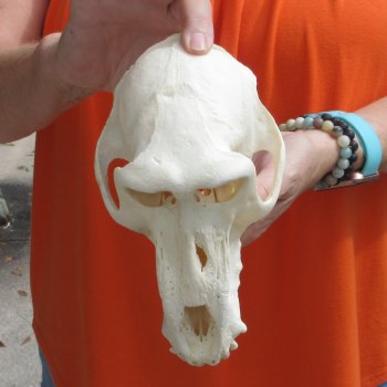 8-1/4" Male Baboon Skull - $275 (CITES P-000028466)