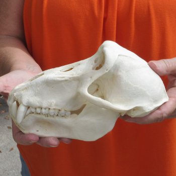 8-1/4" Male Baboon Skull - $275 (CITES P-000028466)