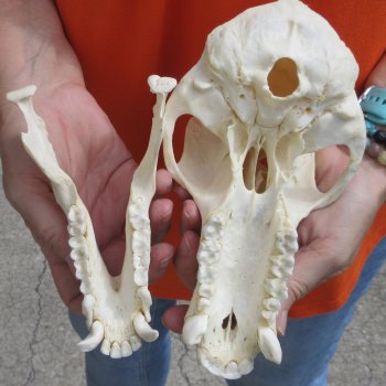 8-1/4" Male Baboon Skull - $275 (CITES P-000028466)