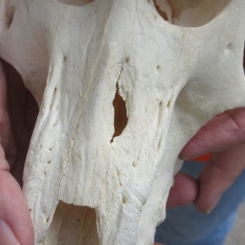 8-1/4" Male Baboon Skull - $275 (CITES P-000028466)