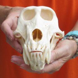 8-1/2" Male Baboon Skull - $275 (CITES P-000028466)