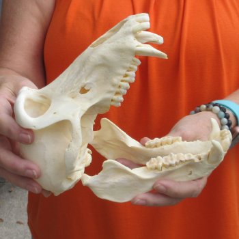 8-1/2" Male Baboon Skull - $275 (CITES P-000028466)