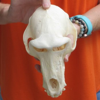 8-1/2" Male Baboon Skull - $275 (CITES P-000028466)