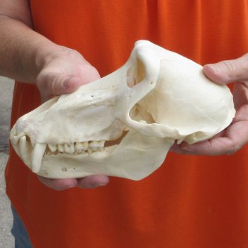8-1/2" Male Baboon Skull - $275 (CITES P-000028466)