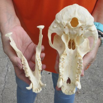 8-1/2" Male Baboon Skull - $275 (CITES P-000028466)