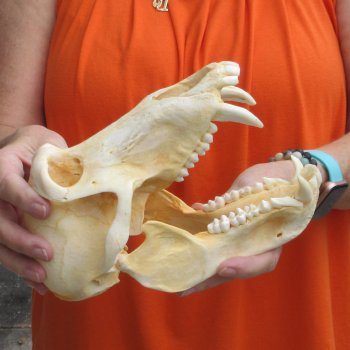 8-3/4" Male Baboon Skull - $275 (CITES P-000028466)