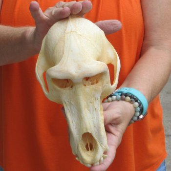 8-3/4" Male Baboon Skull - $275 (CITES P-000028466)
