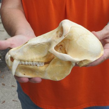 8-3/4" Male Baboon Skull - $275 (CITES P-000028466)