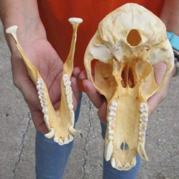 8-3/4" Male Baboon Skull - $275 (CITES P-000028466)