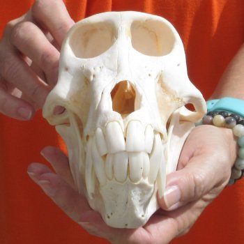 8" Male Baboon Skull - $275 (CITES P-000028466)