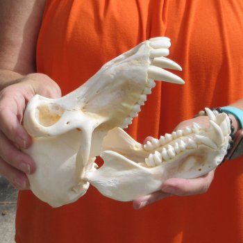 8" Male Baboon Skull - $275 (CITES P-000028466)