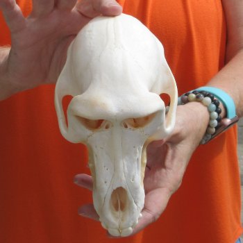 8" Male Baboon Skull - $275 (CITES P-000028466)