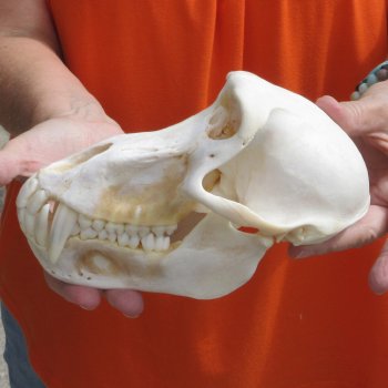 8" Male Baboon Skull - $275 (CITES P-000028466)