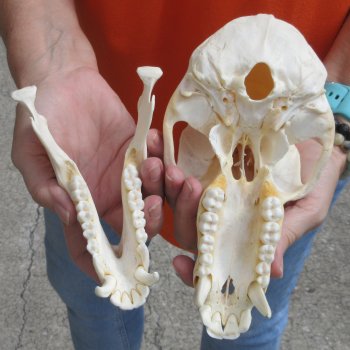 8" Male Baboon Skull - $275 (CITES P-000028466)