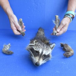 Preserved Raccoon Head with Tail and 4 Legs for <font color=red>Special Price </font> $30