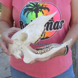Authentic Whitetail deer skull (doe) with bottom jaw measuring 11 inches long for sale - $40