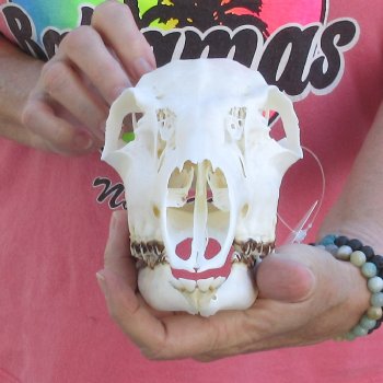 Authentic Whitetail deer skull (doe) with bottom jaw measuring 11 inches long for sale - $40