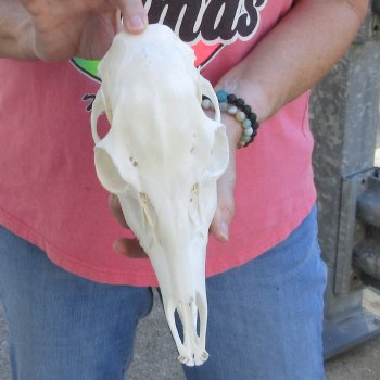 Authentic Whitetail deer skull (doe) with bottom jaw measuring 11 inches long for sale - $40