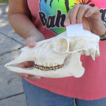 Authentic Whitetail deer skull (doe) with bottom jaw measuring 11 inches long for sale - $40