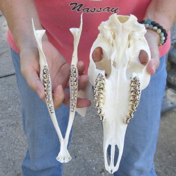 Authentic Whitetail deer skull (doe) with bottom jaw measuring 11 inches long for sale - $40