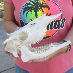 Spike Buck Deer Skull - $40